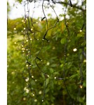 Markslojd GARDEN24 lamps - Markslojd GARDEN 24 ICICLE 160L Outdoor Lighting String 160x9.6W 2700K IP44 black/transparent 108179 - product 4
