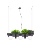 Pendant lamps over the island - Zuma Line PLANT SHELF pendant lamp black/black - product 2
