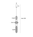 Pendant lamps - Maxlight Bora B Pendant Lamp P0592 - product 3