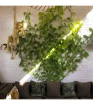 Pendant lamps - Abruzzo Pino E27 Gold Monkey Pendant Lamp ABR-KAR-G - product 3