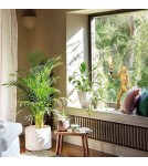 Abruzzo Lampa Stołowa Złota Małpa 55cm Cezar E27 ABR-KARD5-G